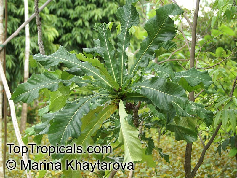 Ficus pseudopalma, Dracaena Fig, Palm-Leaf Fig, Philippine Fig