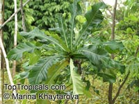 Ficus pseudopalma, Dracaena Fig, Palm-Leaf Fig, Philippine Fig

Click to see full-size image
