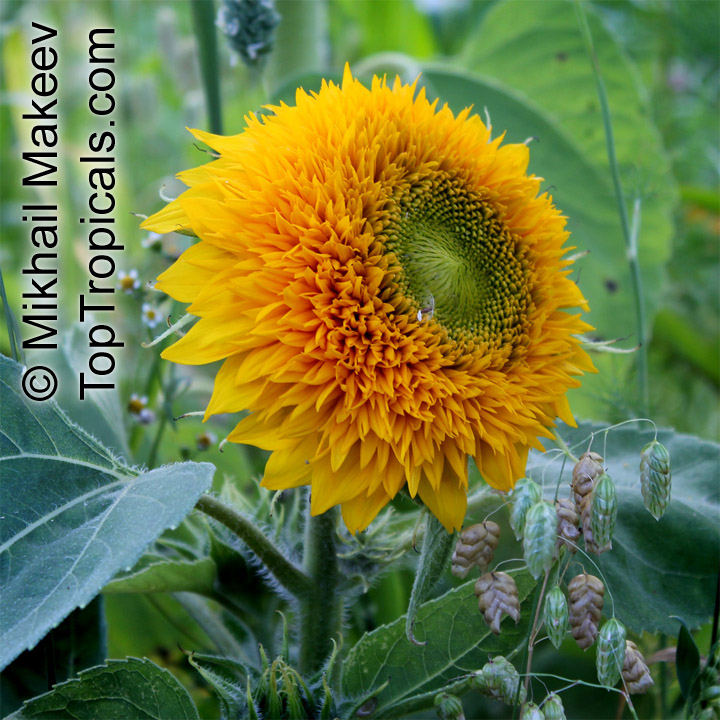 Helianthus annuus, Sunflower