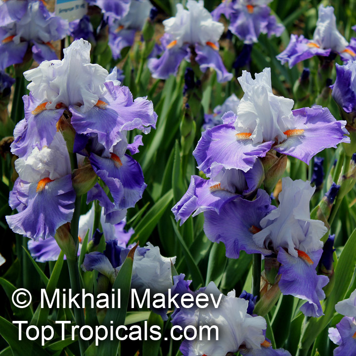 Iris (Bearded Hybrids), Bearded Iris. Iris Revolution