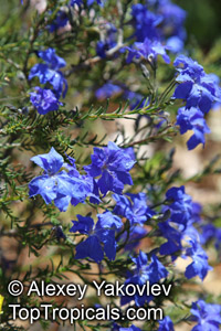 Lechenaultia biloba, Blue Leschenaultia