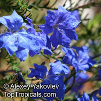 Lechenaultia biloba, Blue Leschenaultia