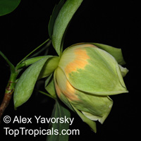 Liriodendron tulipifera, Tulip tree, Yellow Poplar, Tulip Magnolia, Whitewood

Click to see full-size image