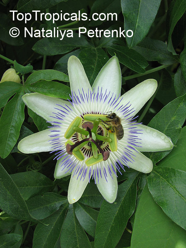 Passiflora caerulea, Common Passion Flower