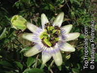 Passiflora caerulea, Common Passion Flower

Click to see full-size image