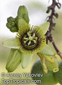 Passiflora coriacea, Wild Sweet Calabash, Bat leaved Passion Flower

Click to see full-size image