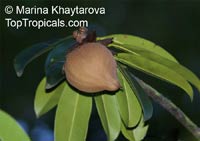 Pentadesma butyracea, African Butter Tree

Click to see full-size image