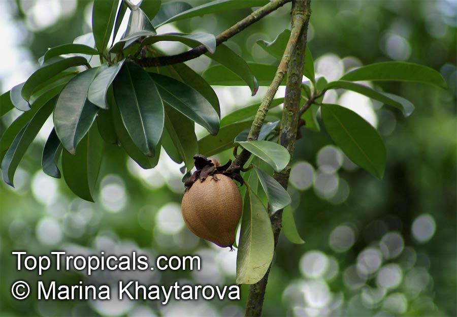 Pentadesma butyracea, African Butter Tree