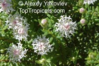 Pimelea ciliata, White Banjine

Click to see full-size image