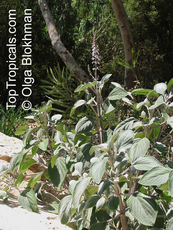 Plectranthus argentatus, Silver Plectranthus