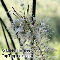 Sansevieria cylindrica, Sansevieria stuckyi, Snake Plant

Click to see full-size image