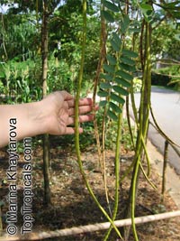 Sesbania grandiflora, Agati grandiflora, Hummingbird Tree, Butterfly Tree, Agati

Click to see full-size image
