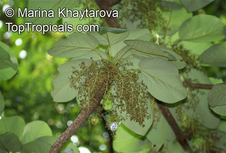 Sterculia macrophylla, Bigleaf Sterculia, Broad-Leafed Sterculia, Kelumpang