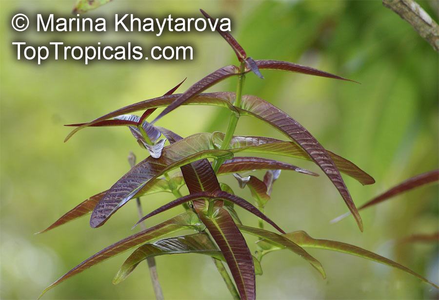 Syzygium polyanthum , Eugenia balsamea, Eugenia nitida, Eugenia polyantha, Indonesian Bayleaf, Salam