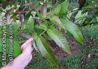 Syzygium polyanthum , Eugenia balsamea, Eugenia nitida, Eugenia polyantha, Indonesian Bayleaf, Salam

Click to see full-size image