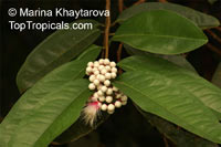 Syzygium pycnanthum, Wild Rose Apple

Click to see full-size image
