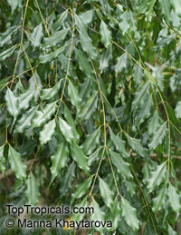 Syzygium unipunctatum, Roly Poly Satinash

Click to see full-size image