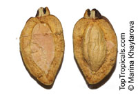 Vatica rassak , Lan Tan, Mascal Wood, Resak 

Click to see full-size image