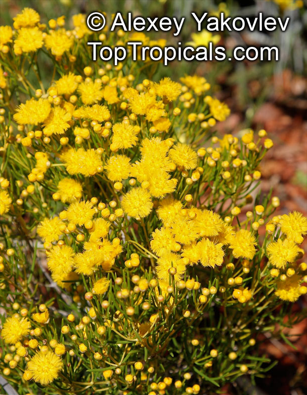 Verticordia sp., Featherflowers. Verticordia galeata
