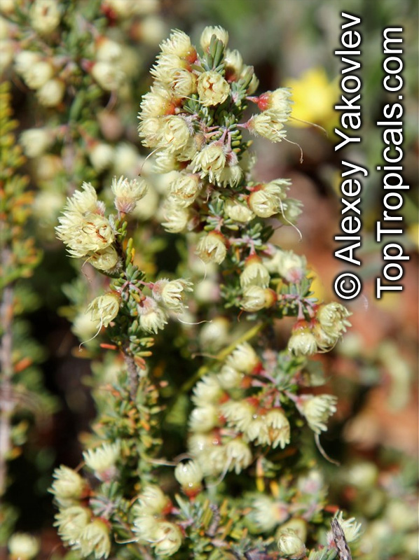 Verticordia sp., Featherflowers