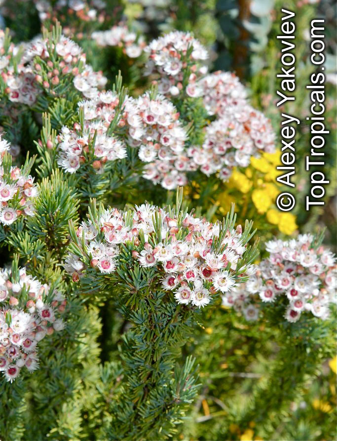 Verticordia sp., Featherflowers. Verticordia plumosa
