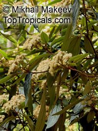 Viburnum rhytidophyllum, Leatherleaf Viburnum

Click to see full-size image