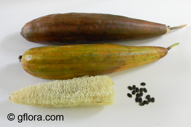 Luffa cylindrica - seeds