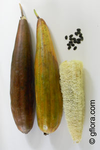 Luffa cylindrica - seeds

Click to see full-size image