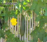 Luffa cylindrica, Loofah, Dishcloth Gourd, Vegetable Sponge Gourd

Click to see full-size image