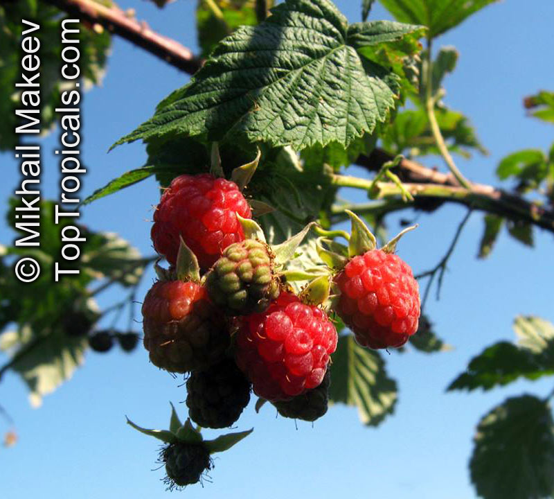 Rubus idaeus, Tropical Raspberry, Heritage Red Raspberry