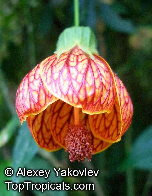Abutilon x hybridum, Flowering Maple, Weeping Maple,Chinese Lantern. Abutilon 'Biltmore Ballgown'