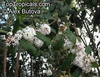 Acokanthera oppositifolia, Bushman&apos;s Poison