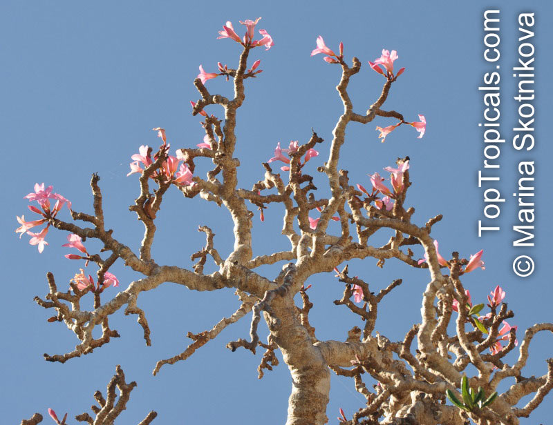 Adenium obesum, Desert Rose, Impala Lily. Adenium obesum ssp. socotranum