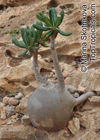 Adenium obesum, Desert Rose, Impala Lily

Click to see full-size image