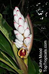 Alpinia malaccensis - seeds

Click to see full-size image