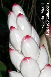Alpinia malaccensis, Rathkihiriya

Click to see full-size image