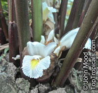 Amomum dealbatum, Amomum

Click to see full-size image