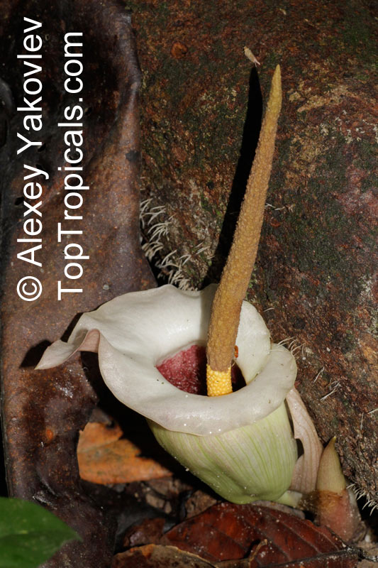 Amorphophallus sp., Voodoo lily, Devils tongue, Snake Palm, Corpse flower, Elephant Foot Yam. Amorphophallus barthlottii