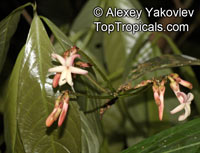 Amphirrhox longifolia, Amphirrhox

Click to see full-size image