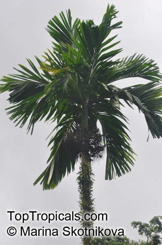 Areca catechu, Areca triandra, Areca Palm, Betel Nut , Bunga, Pinang