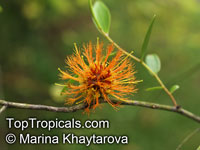 Asteromyrtus symphyocarpa, Liniment Tree, Waria-waria Tree

Click to see full-size image