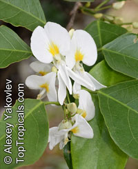 Baphia nitida , Barwood, Camwood, African Sandalwood

Click to see full-size image