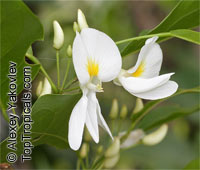 Baphia nitida , Barwood, Camwood, African Sandalwood

Click to see full-size image