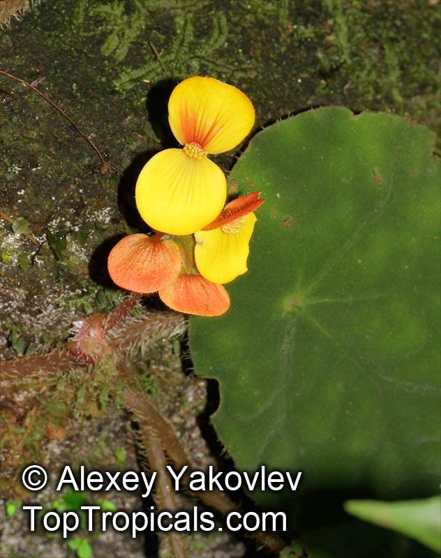 Begonia sp., Begonia. Begonia mildbraedii