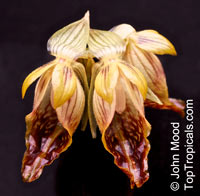 Boesenbergia sp., Chinese Ginger, Fingerroot, Kra Chai

Click to see full-size image