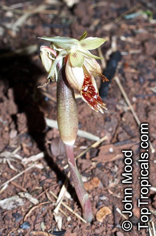 Boesenbergia sp., Chinese Ginger, Fingerroot, Kra Chai. Boesenbergia siamensis
