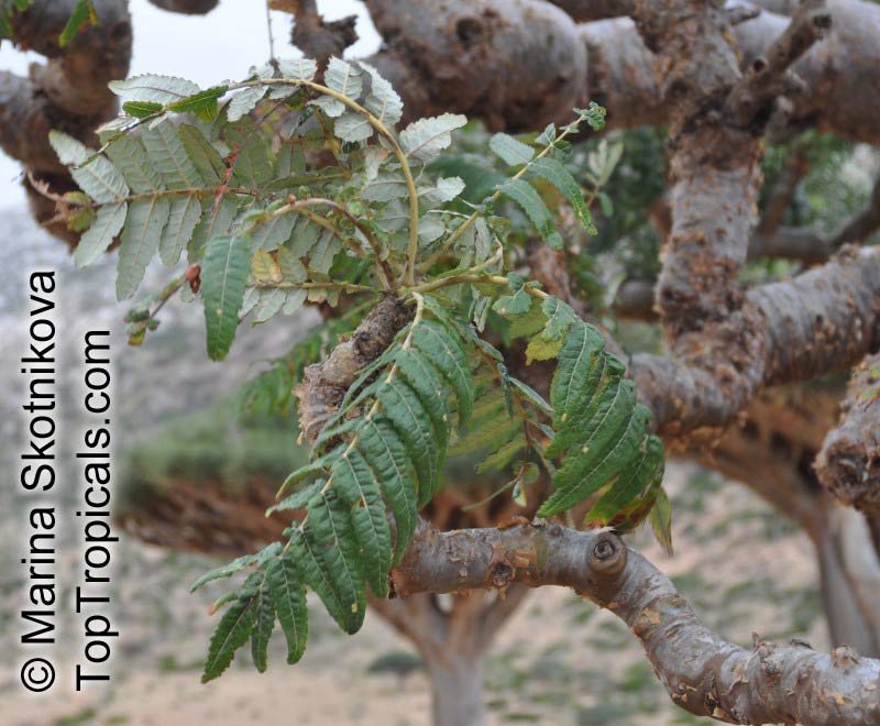 Boswellia sacra, Boswellia carteri, Boswellia undulato crenata, Frankincense, Olibanum Tree
