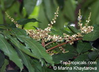 Carapa guianensis, Andiroba, Bastard-mahogany, Crabwood

Click to see full-size image