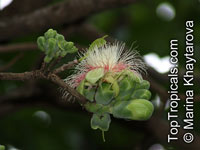 Careya arborea, Careya sphaerica, Barringtonia arborea, Careya orbiculata, Cocky apple, Kra doon, Slow Match Tree, Wild Guava

Click to see full-size image