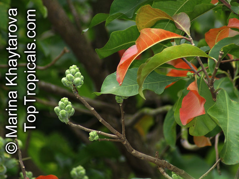 Careya arborea, Careya sphaerica, Barringtonia arborea, Careya orbiculata, Cocky apple, Kra doon, Slow Match Tree, Wild Guava